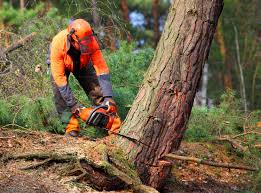  Clinton, WI Tree Removal and Landscaping Services Pros